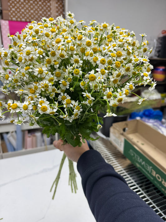 Chamomile 洋甘菊