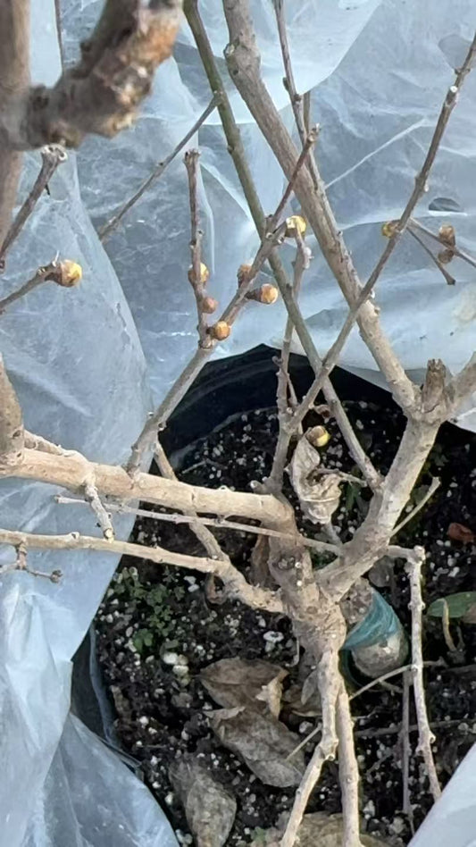 腊梅 Chimonanthus praecox/Wintersweet/Japanese Allspice/Ice Flower