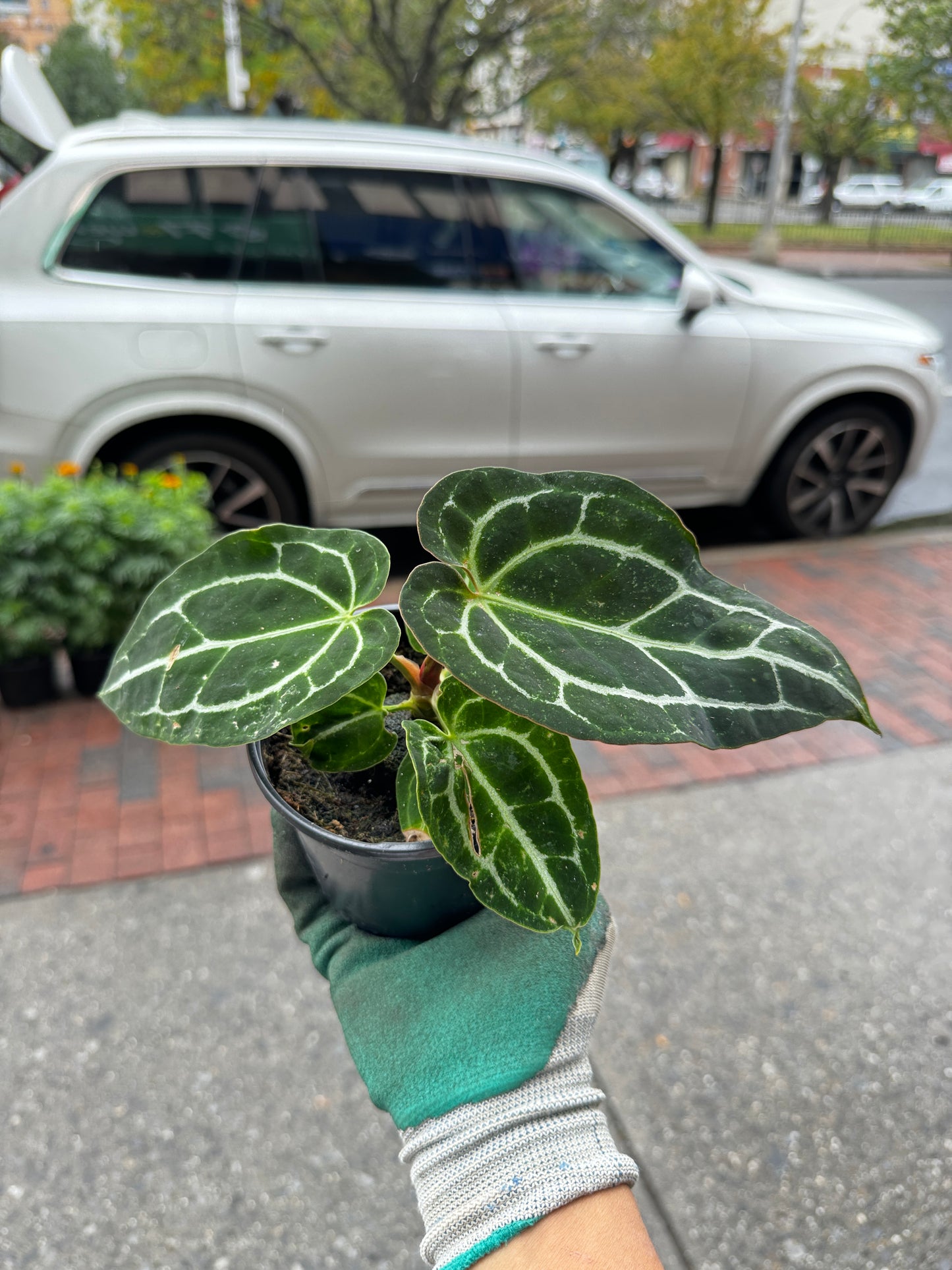 Anthurium crystallinum 水晶花烛