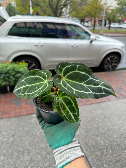 Anthurium crystallinum 水晶花烛