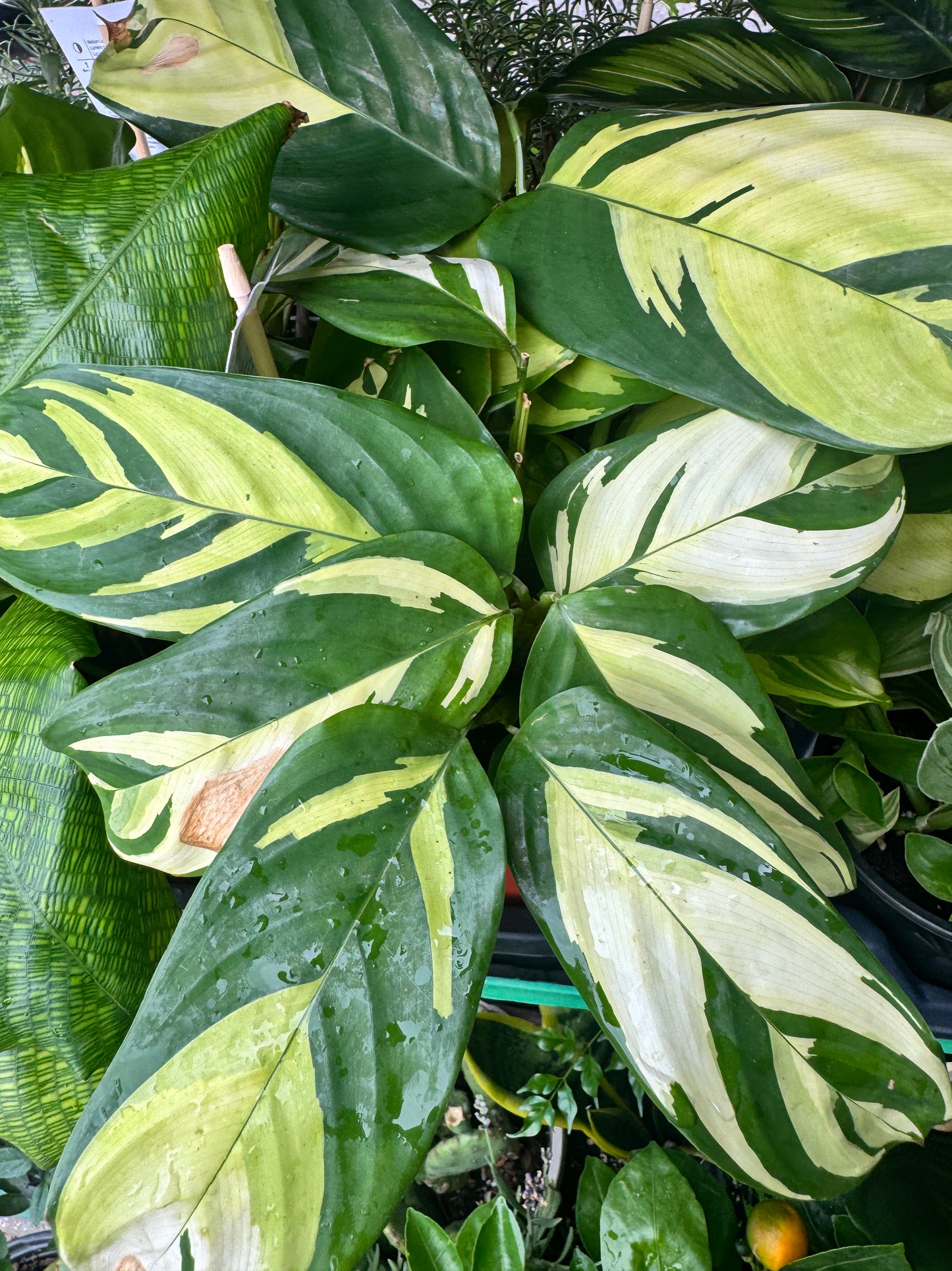 Ctenanthe lubbersiana Calathea pilosa 黄金油畫竹芋