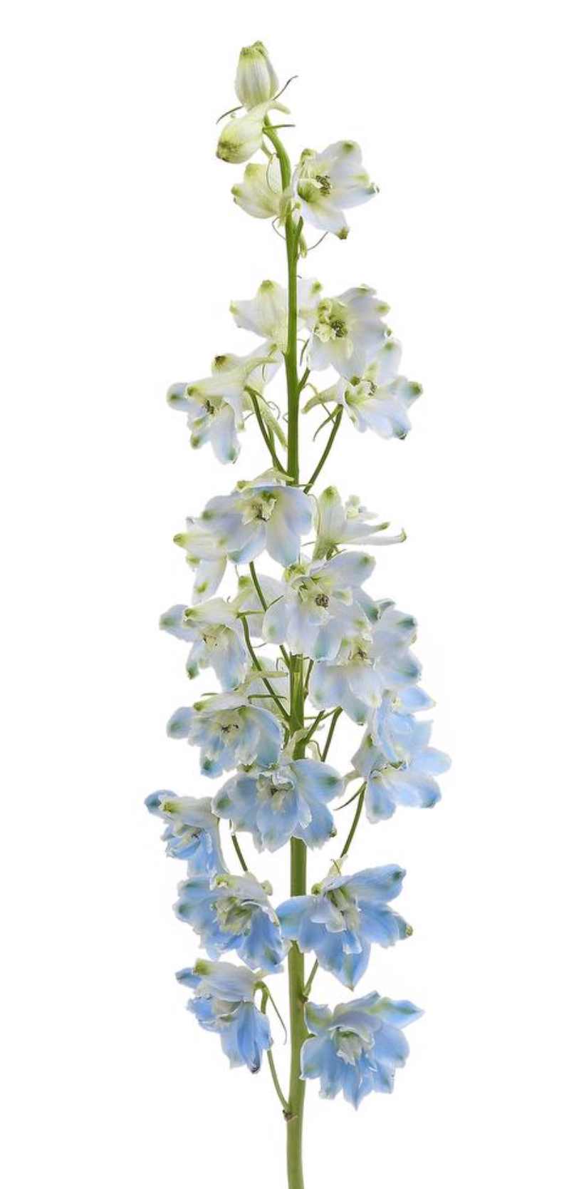 大飞燕 DELPHINIUM sky blue