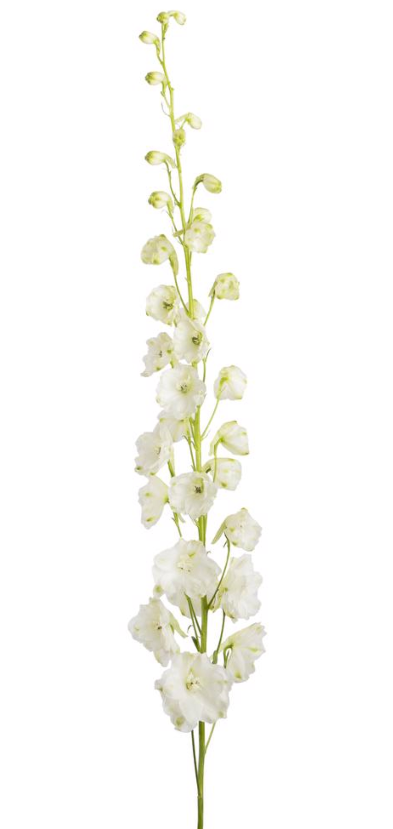 大飞燕 DELPHINIUM sky blue