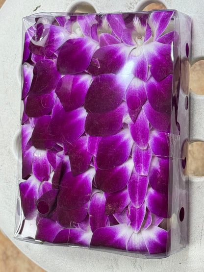 泰国兰花/洋兰 Dendrobium Orchid