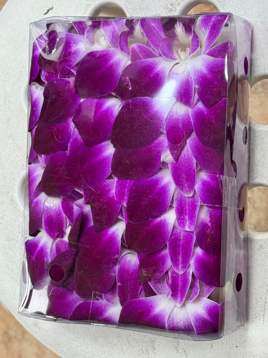 泰国兰花/洋兰 Dendrobium Orchid