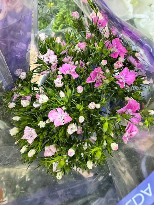 Dianthus barbatus 五彩石竹