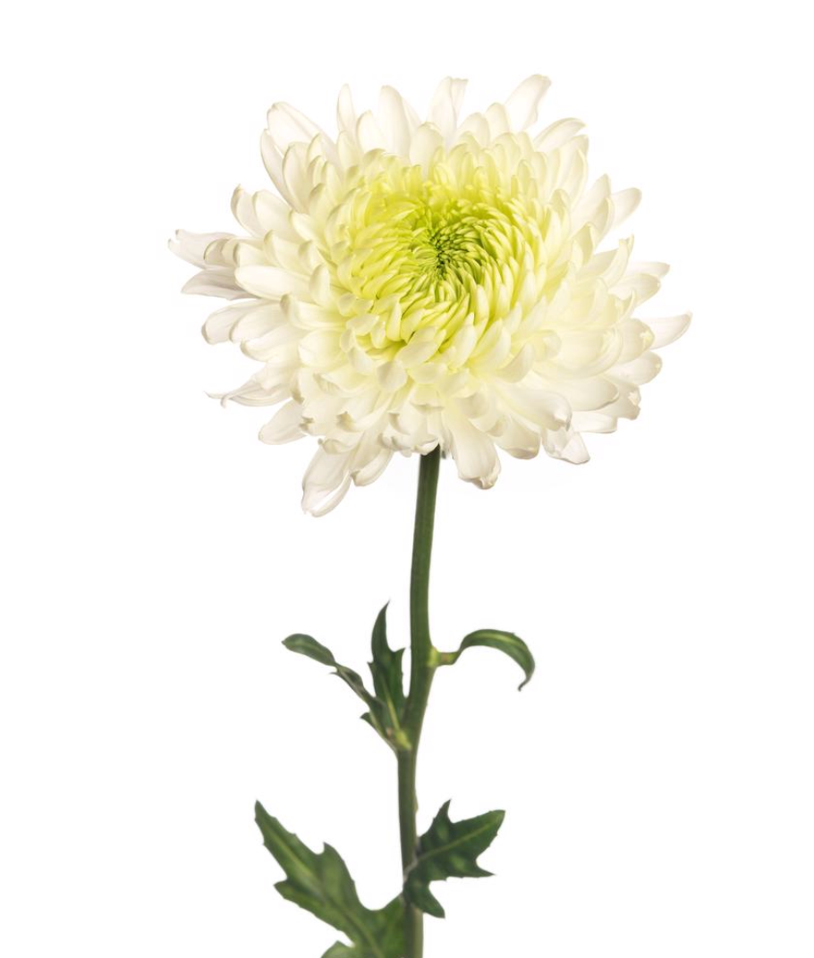 Disbud Cremon 白色万寿菊 大丽菊 球菊