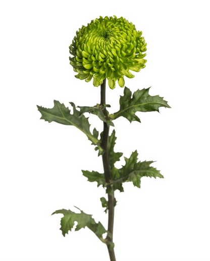 Disbud Cremon 白色万寿菊 大丽菊 球菊