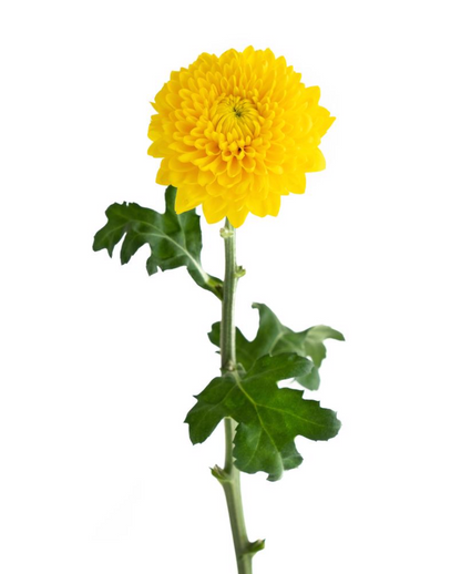 Disbud Cremon 白色万寿菊 大丽菊 球菊