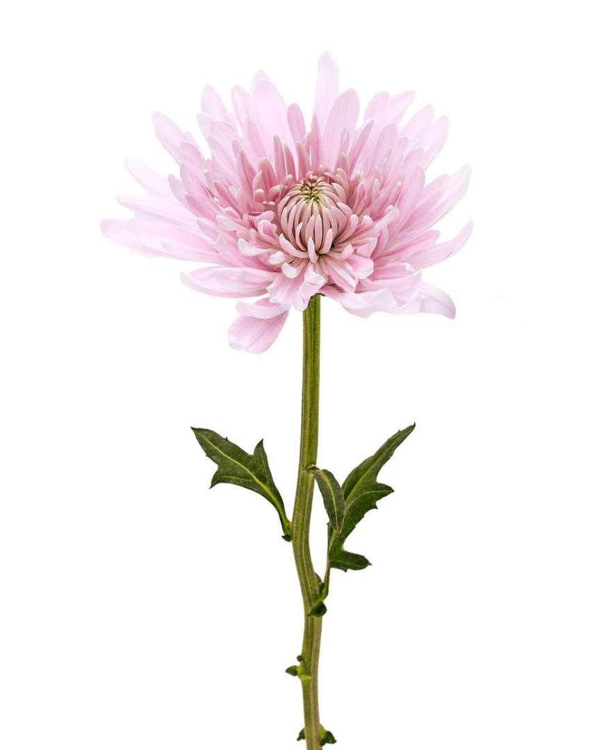 Disbud Cremon 白色万寿菊 大丽菊 球菊