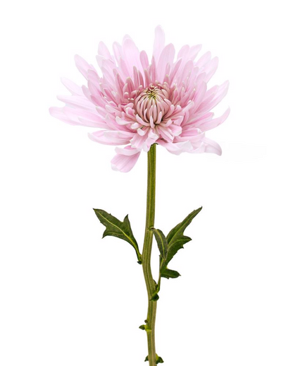 Disbud Cremon 白色万寿菊 大丽菊 球菊