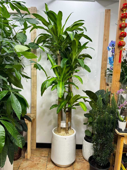 铁树白盆 Dracaena Mass Cane w pot