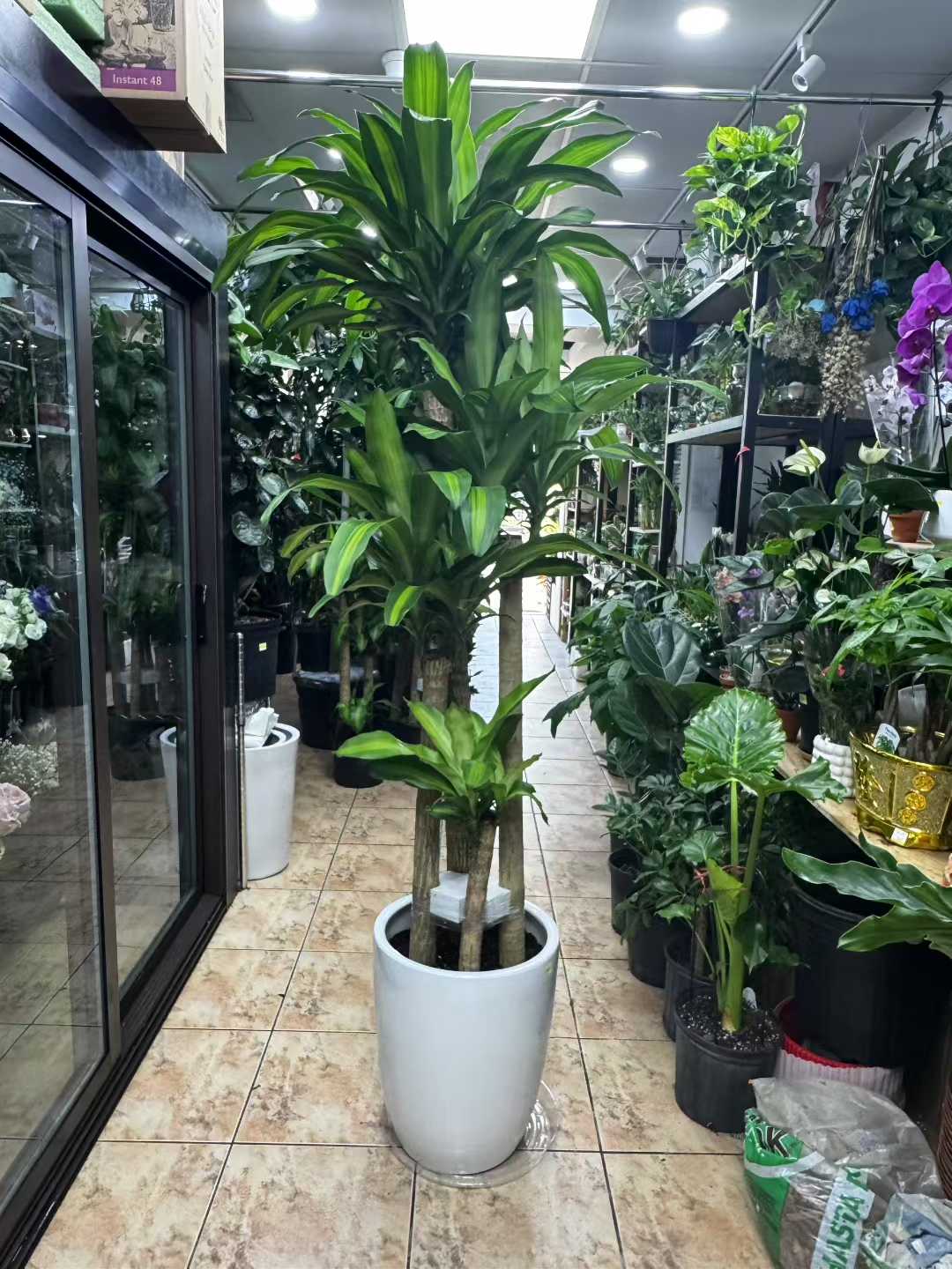 铁树白盆 Dracaena Mass Cane w pot