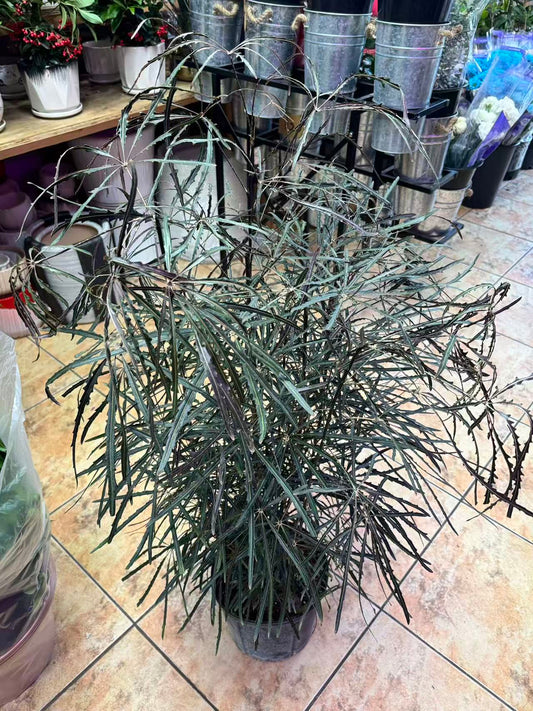 Elegantissima 孔雀木