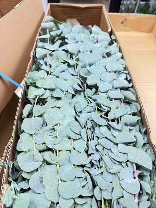 Eucalyptus 尤加利叶