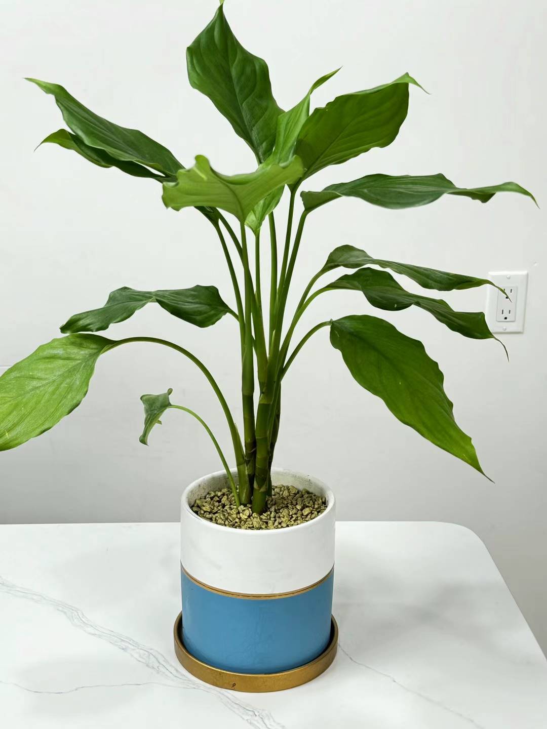 Evergreen 中国万年青