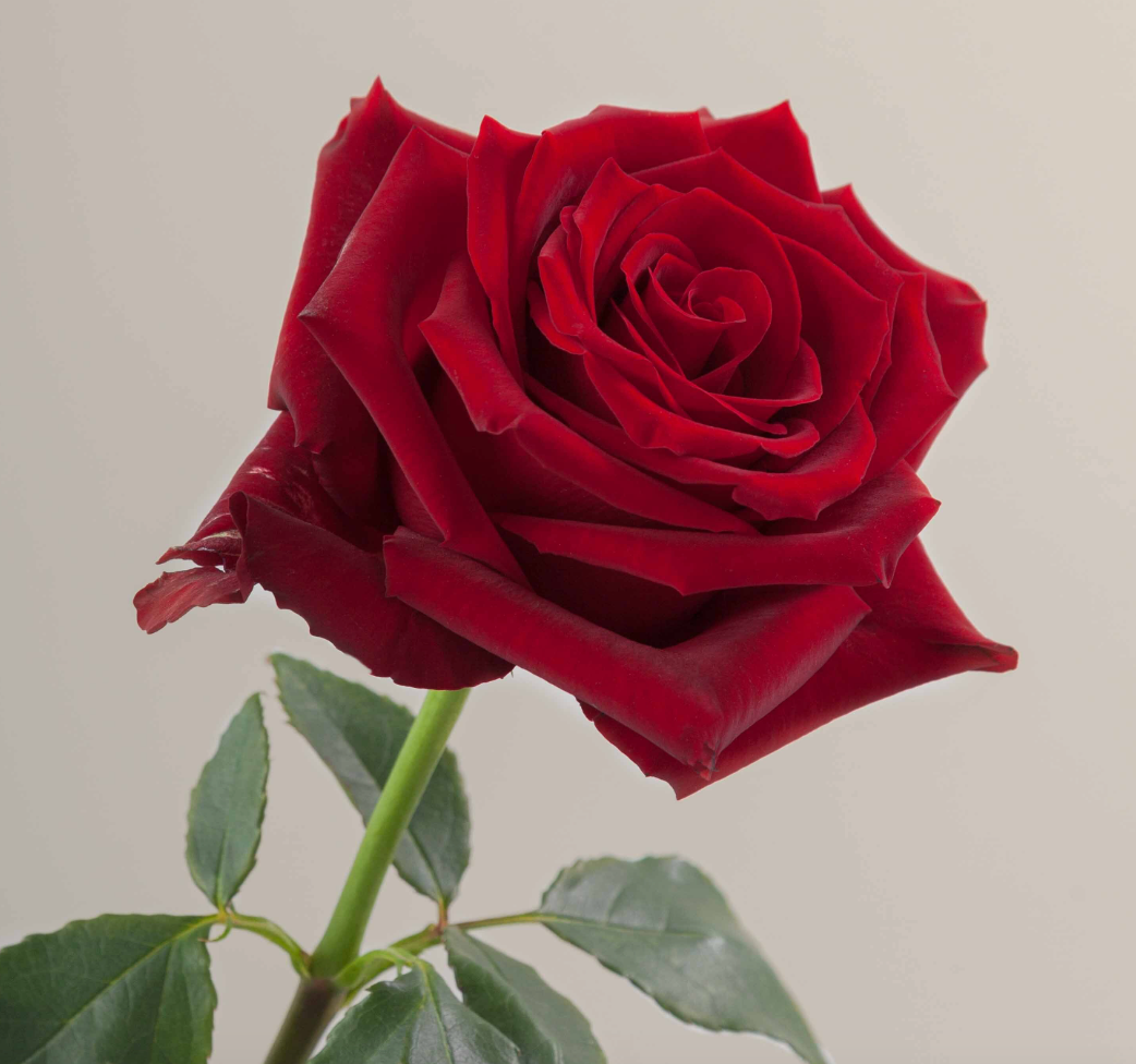 Rose Explorer 探险者玫瑰