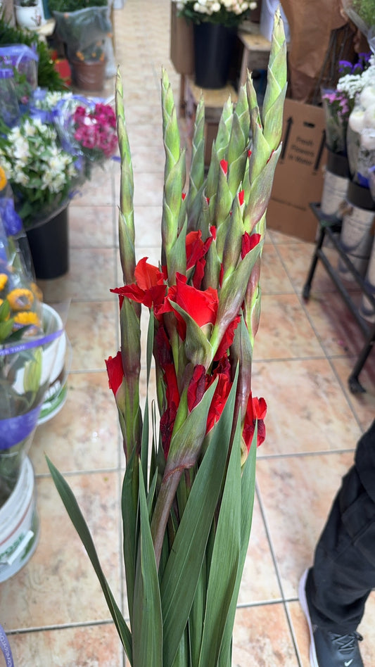剑兰 Gladiolas