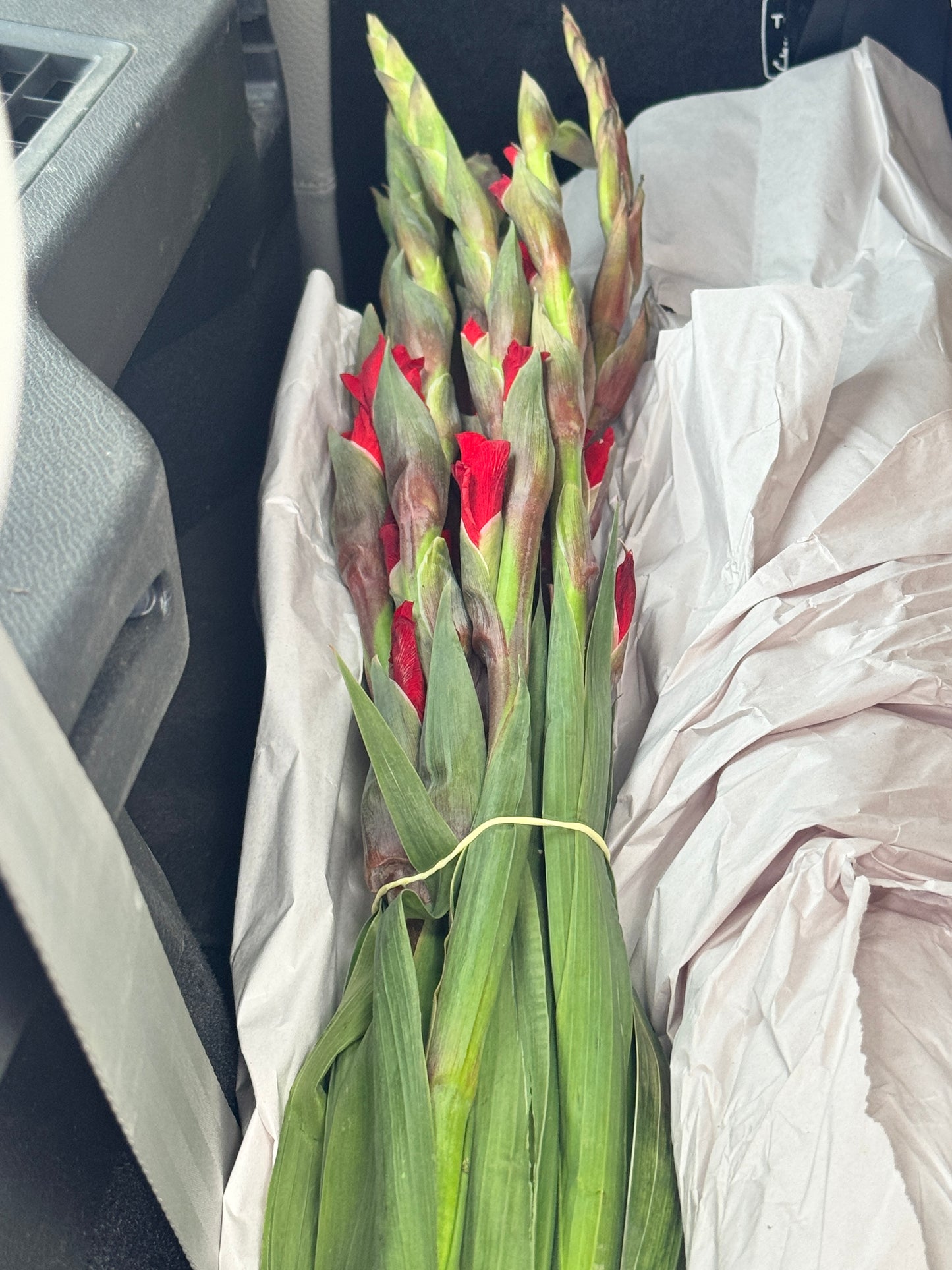 剑兰 Gladiolas