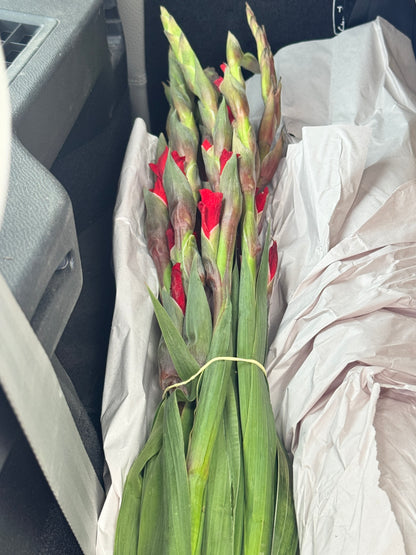 剑兰 Gladiolas