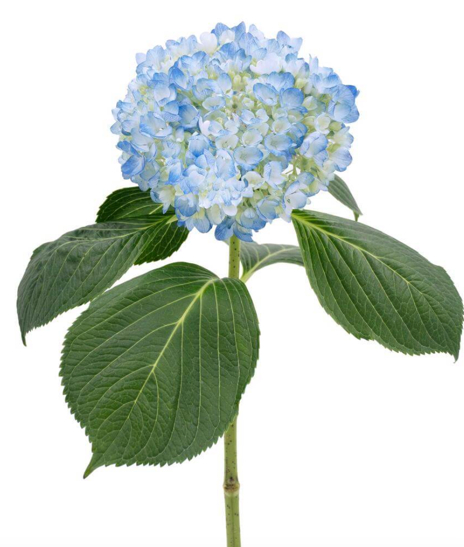 Hydrangea 绣球花
