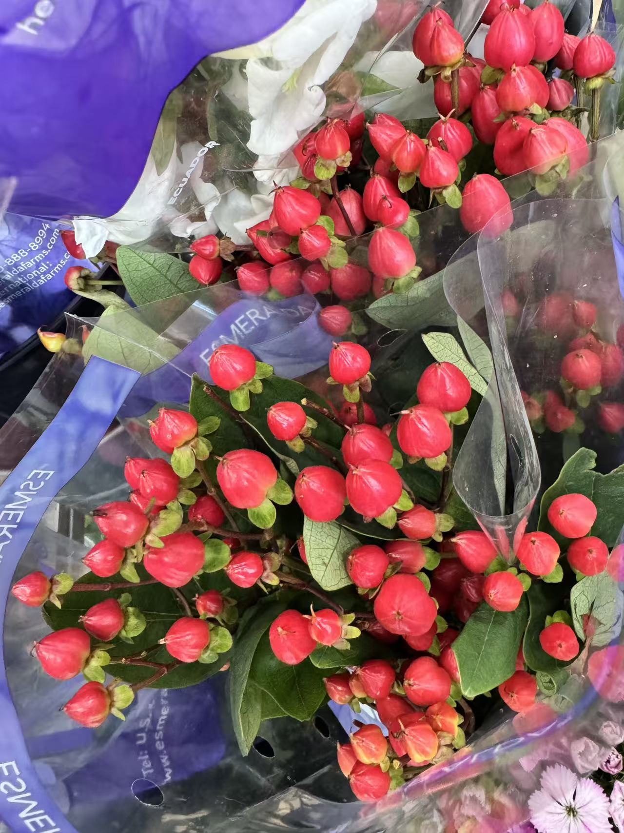 Hypericum 相思豆/富贵子