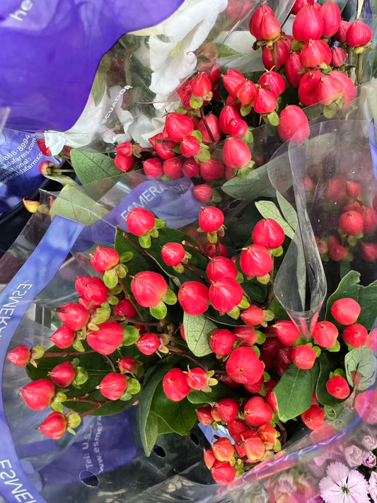 Hypericum 相思豆/富贵子