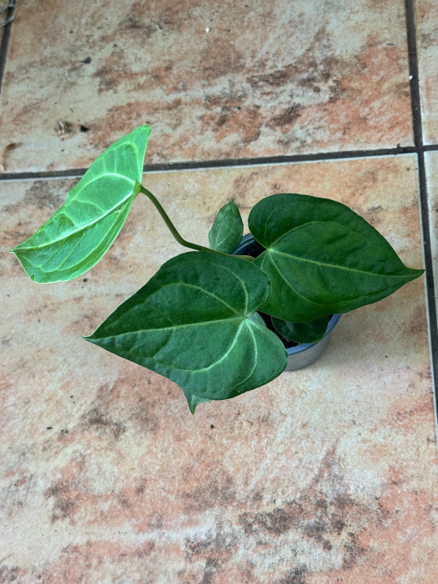 Anthurium crystallinum 水晶花烛