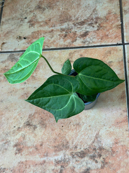 Anthurium crystallinum 水晶花烛