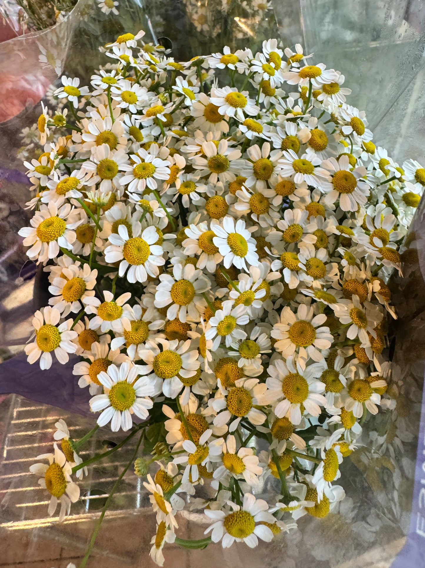 洋甘菊 Chamomile