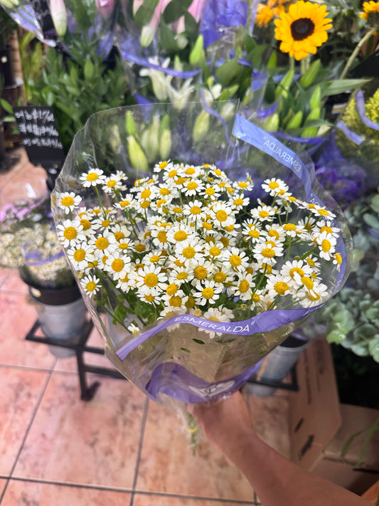 洋甘菊 Chamomile
