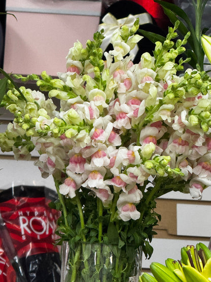 snap dragon 龙蛇兰