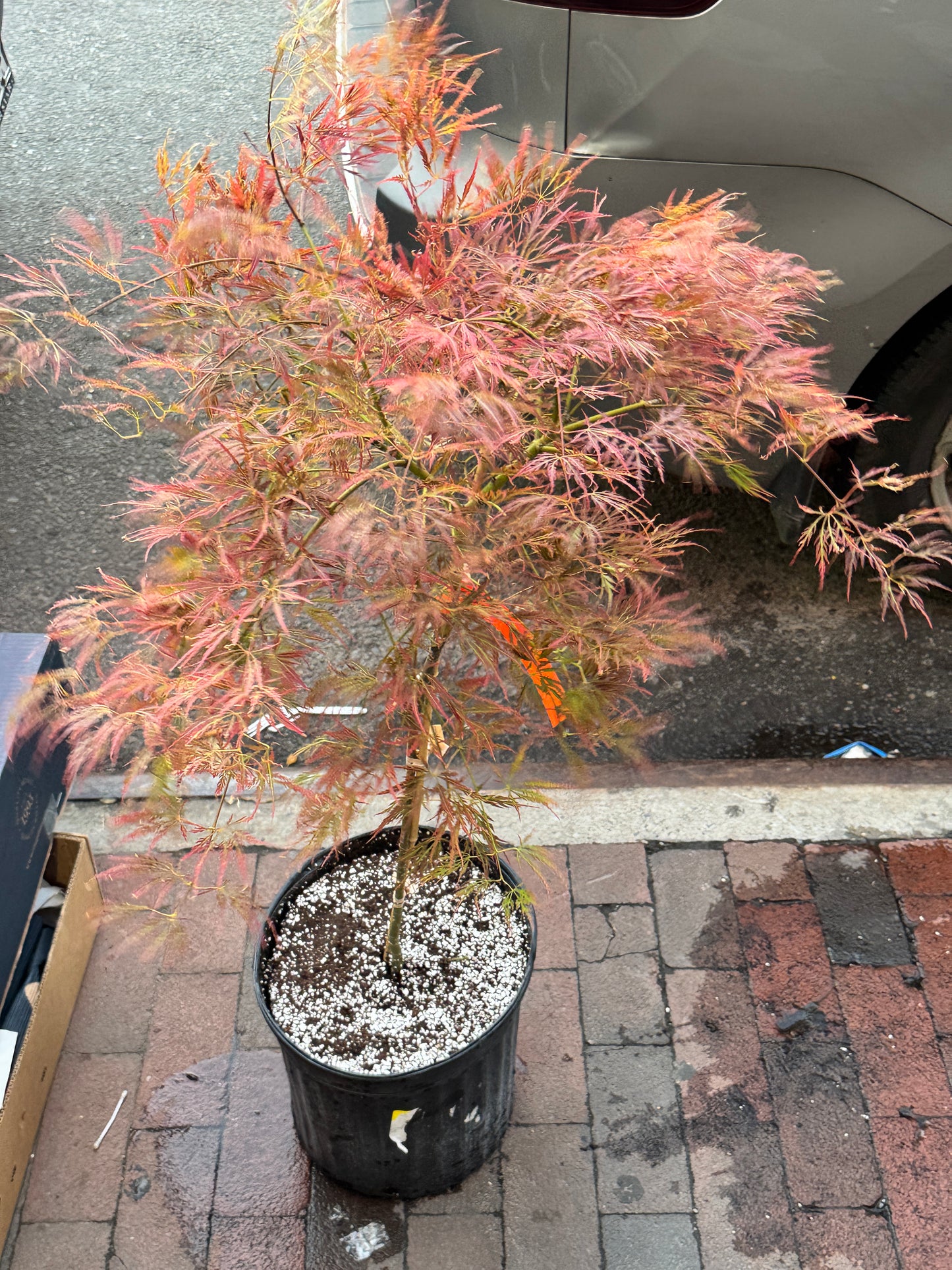 Japanese Maple 日本红枫树 3 G