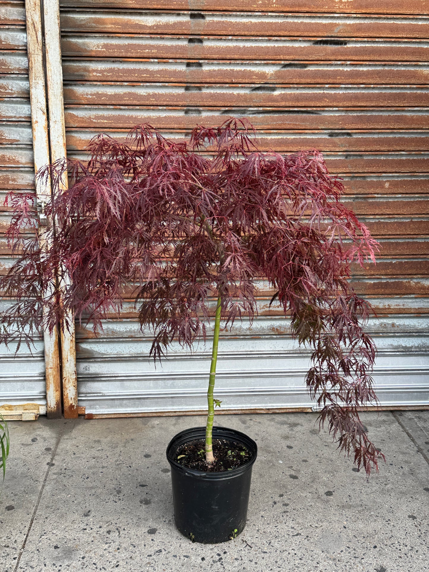Japanese Maple 日本红枫树 5 G