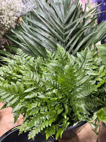 Leather Leaf 高山羊齿