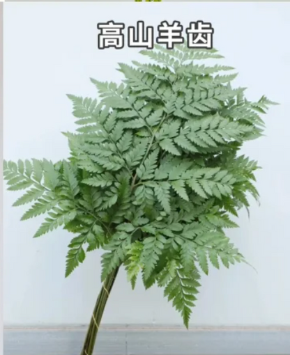 Leather Leaf 高山羊齿