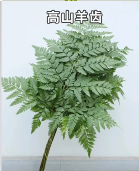 Leather Leaf 高山羊齿