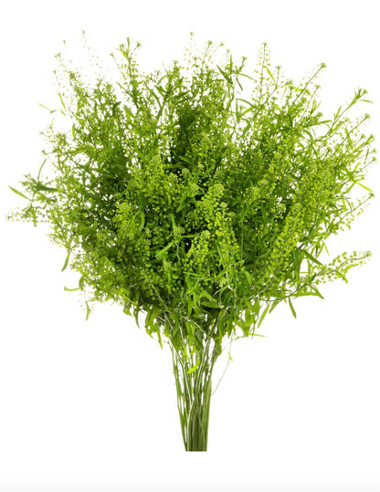 Lepidium Green Dragon 绿铃草