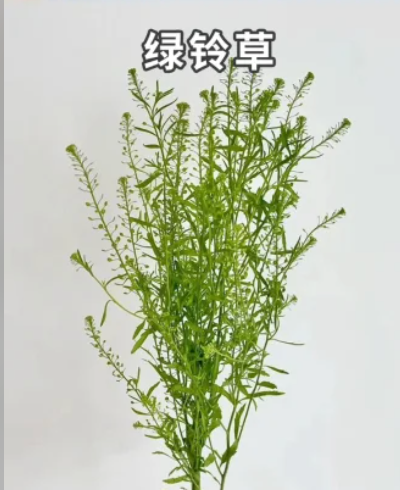 Lepidium Green Dragon 绿铃草