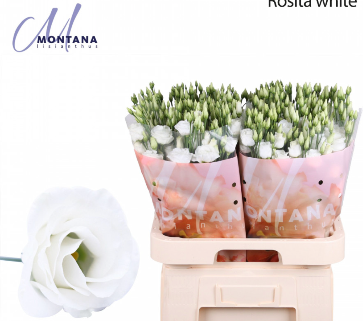 洋桔梗 Lisianthus