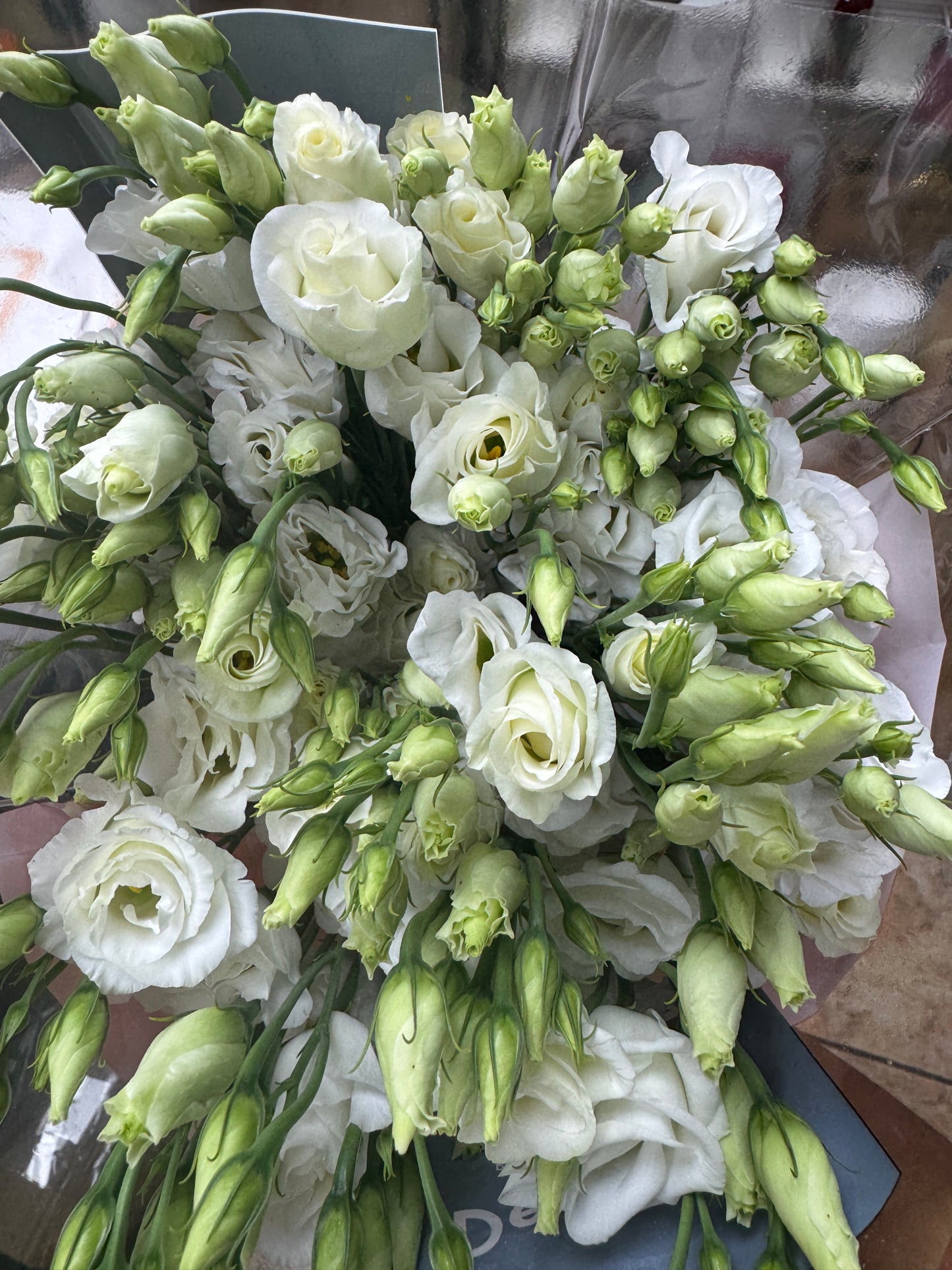 洋桔梗 Lisianthus