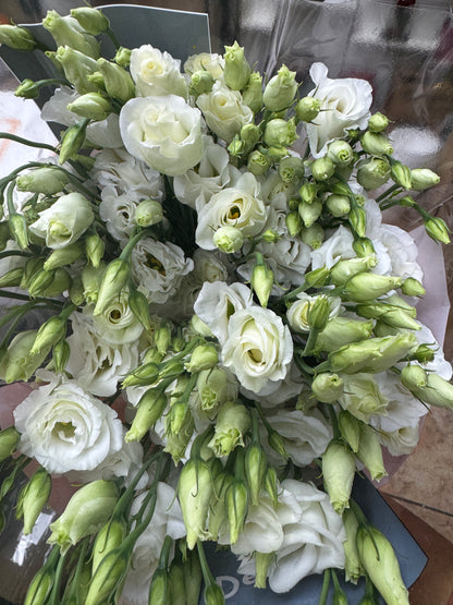 洋桔梗 Lisianthus