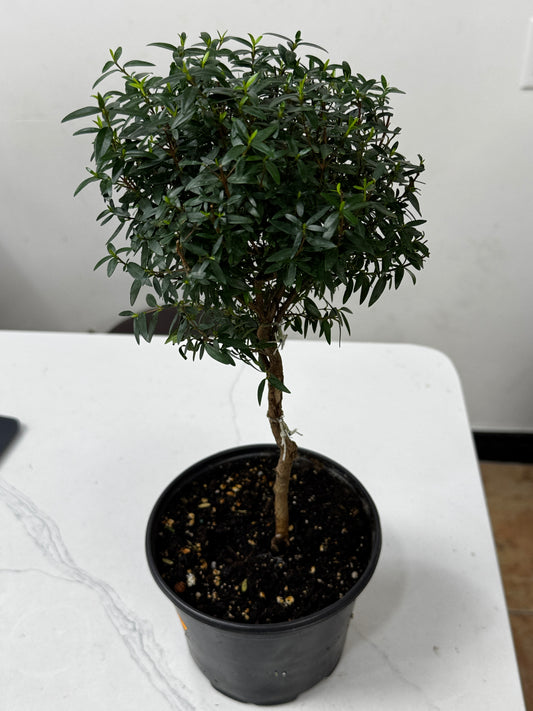 Mytle Tree 6” 香桃木树
