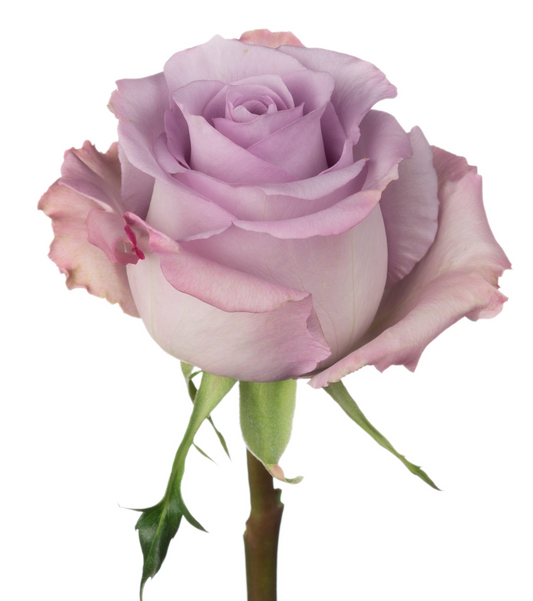 Rose Ocean Song 海洋之歌