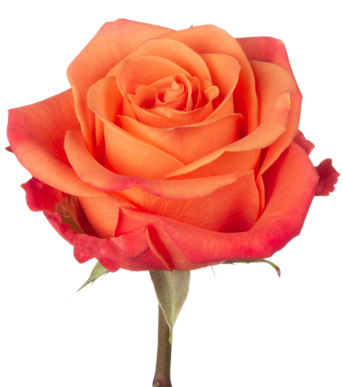 Orange Crush 橙色玫瑰