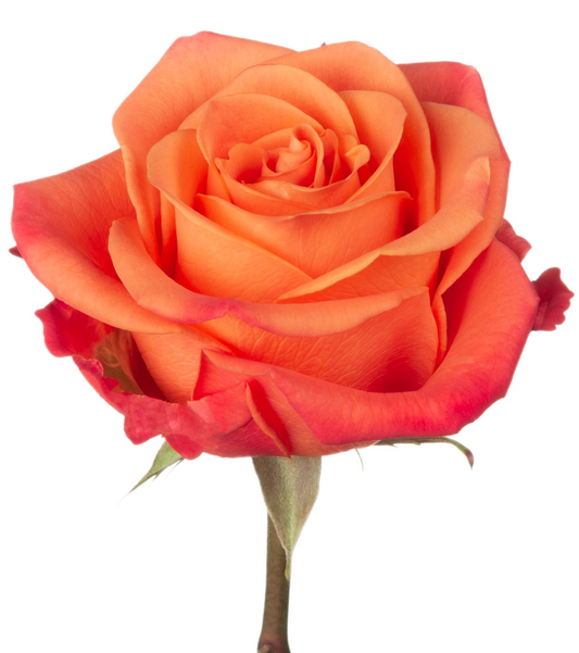 Orange Crush 橙色玫瑰