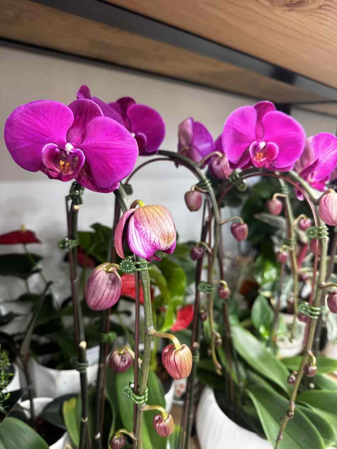 Waterfall White Phalaenopsis Orchid 瀑布形红紫色兰花