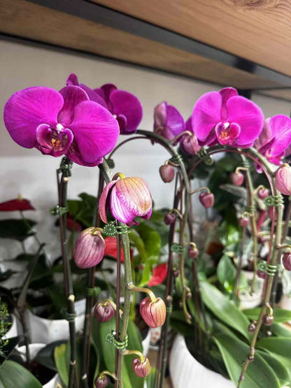Waterfall White Phalaenopsis Orchid 瀑布形红紫色兰花