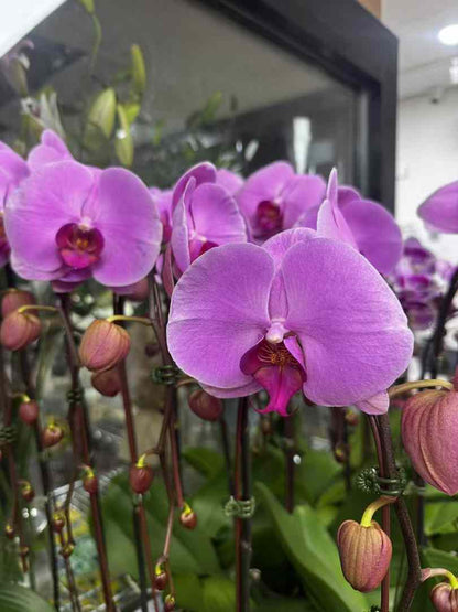 Waterfall White Phalaenopsis Orchid 瀑布形红紫色兰花