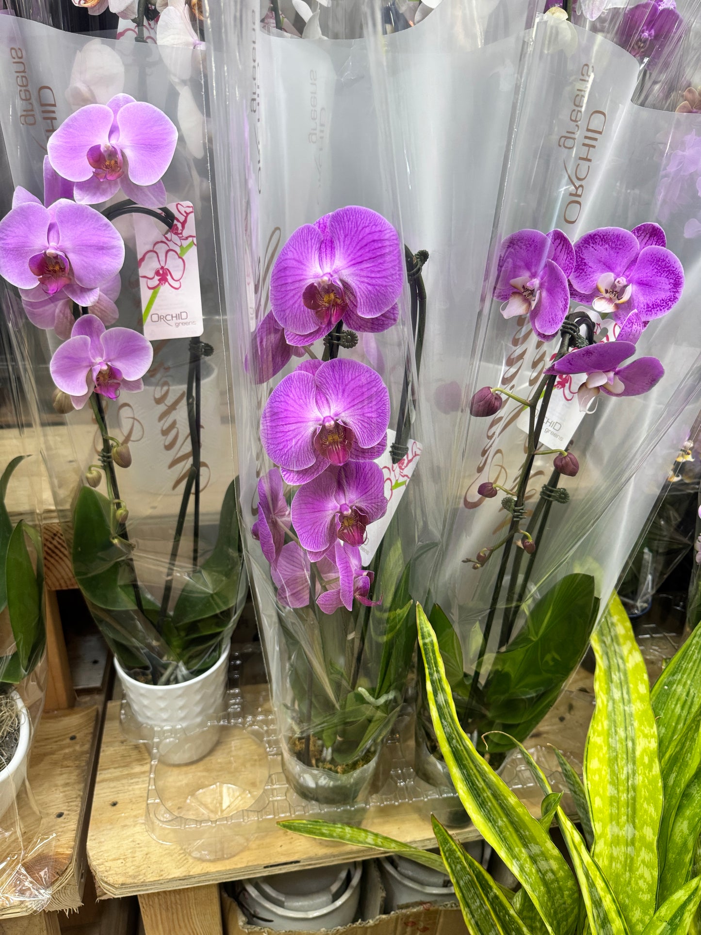 Waterfall White Phalaenopsis Orchid 瀑布形红紫色兰花